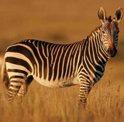 Салфетки бумажные NataM 20шт 33х33см 3-х слойные  (805036 Зебра)