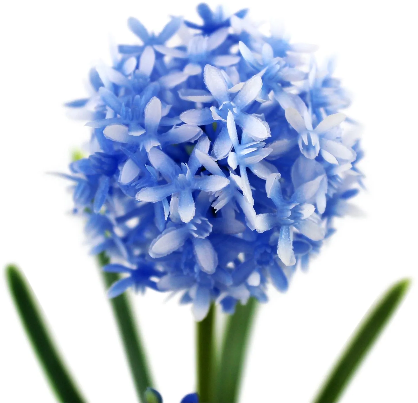 Голубое декоративное растение цветущий лук в стеклянной вазе