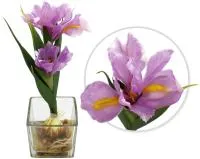 Розовые декоративные цветы ирисы в стеклянной вазе 27см