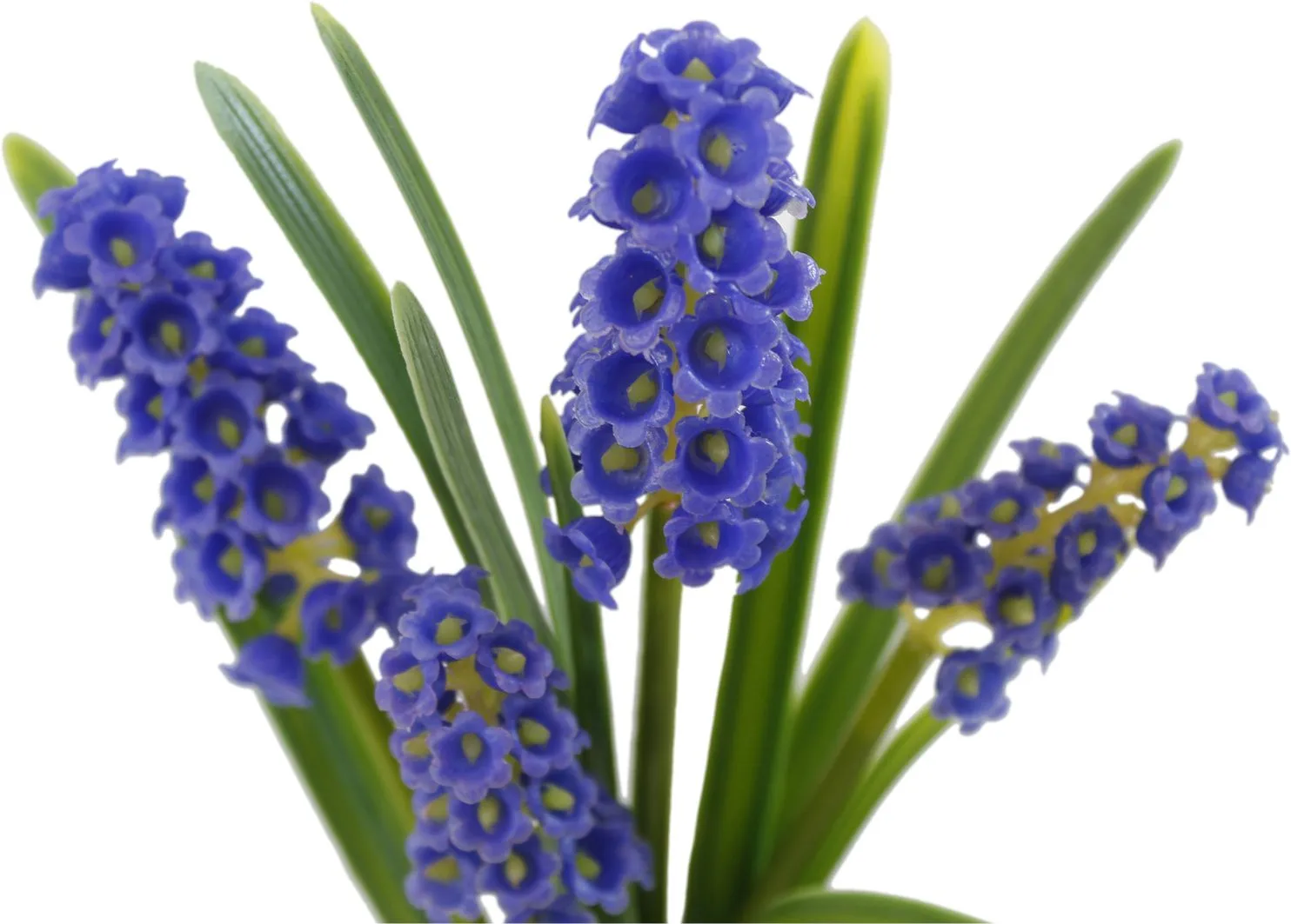 Фиолетовые декоративные цветы гиацинтоидес в стеклянной вазе