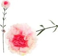 Цветок искусственный Гвоздика 68см розовая