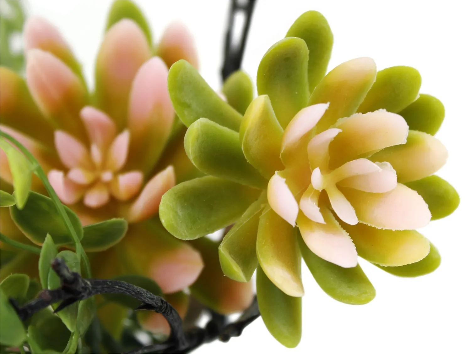 Зеленые с розовым декоративные растения суккуленты в вазе