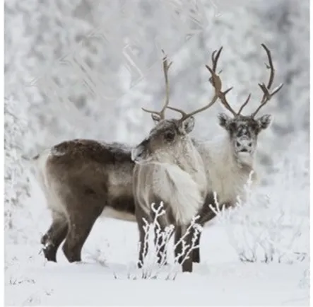 Подушка декоративная 45х45см