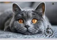 Альбом для рисования 40л ALINGAR Котик