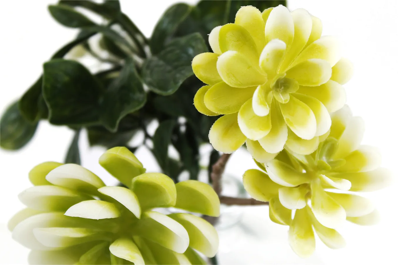 Зеленые декоративные растения суккуленты в стеклянной вазе