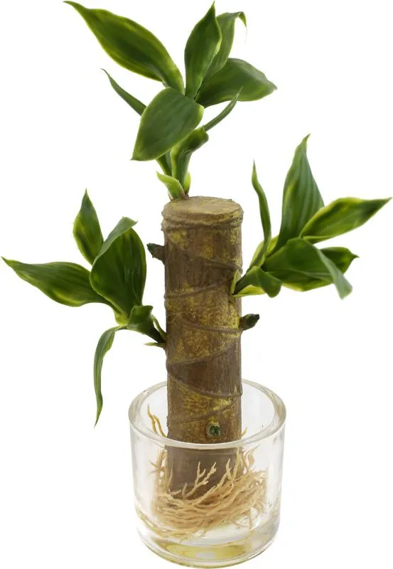 Декоративное растение юкка в стеклянной вазе 33см