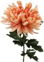 Персиковый декоративный цветок хризантема из ткани 56см