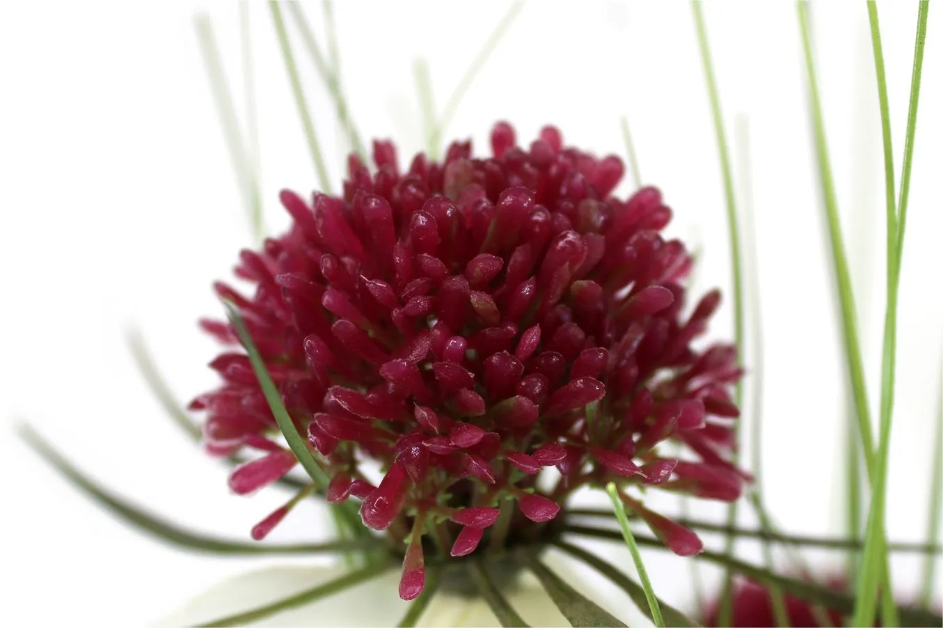 Бордовый декоративный букет лук 5 цветов с джутовой веревкой