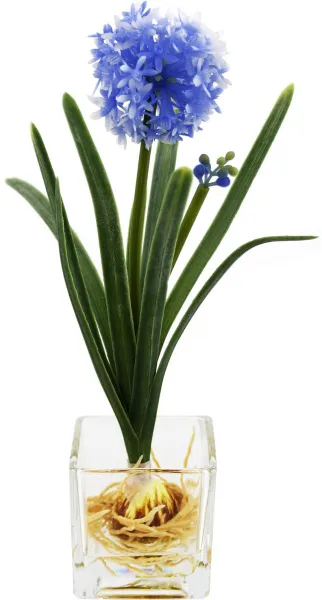 Голубое декоративное растение цветущий лук в стеклянной вазе
