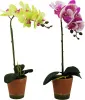 Декоративный цветок орхидея в горшке из пластмассы и текстиля 48см