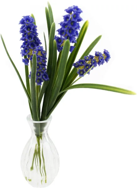 Фиолетовые декоративные цветы гиацинтоидес в стеклянной вазе