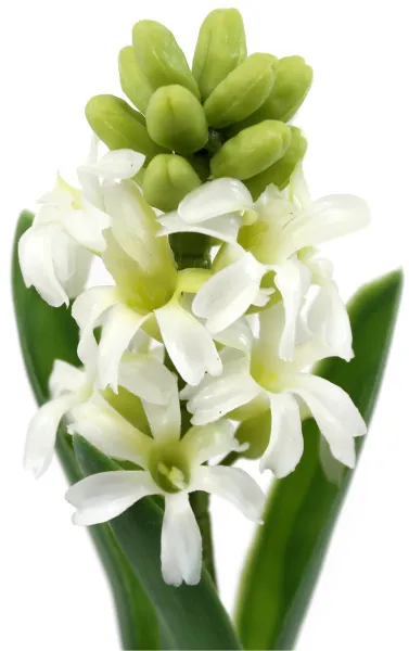 Белые декоративные цветы гиацинт в стеклянной вазе 22.5см