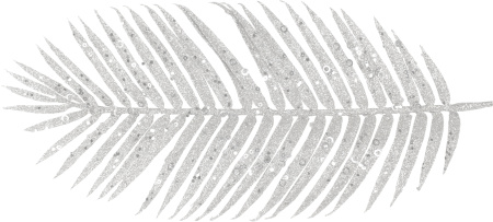 Ветка декоративная Пальмовый лист Размер: 700х210х10мм