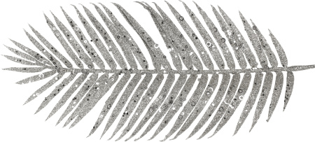 Ветка декоративная Пальмовый лист Размер: 700х210х10мм (Цвет: серебро)